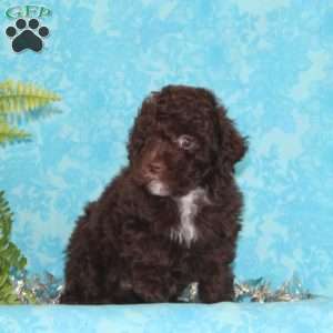 Jack, Toy Poodle Puppy